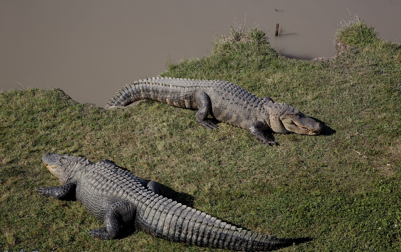 alligators bank shore free photo