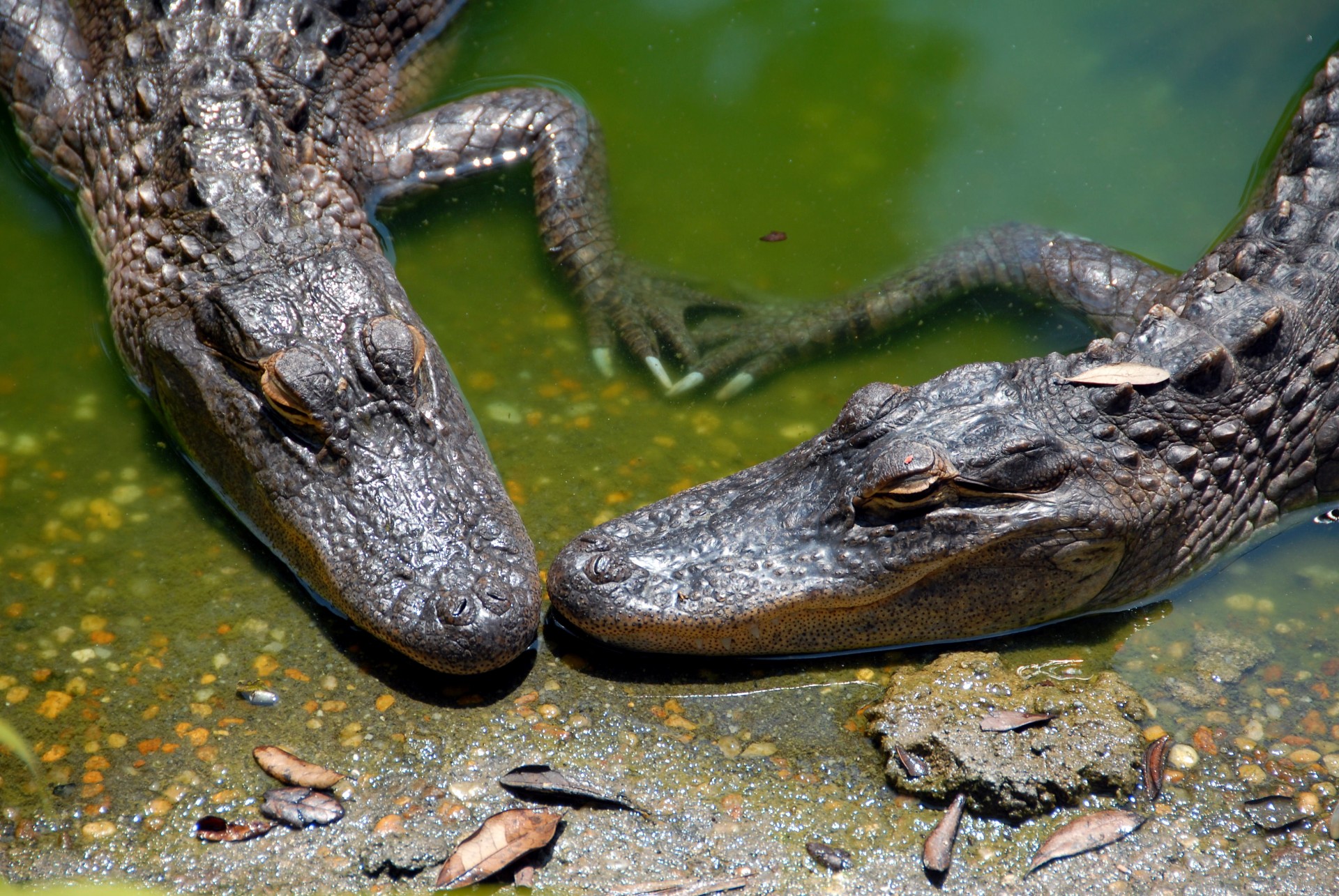 alligator animal reptile free photo