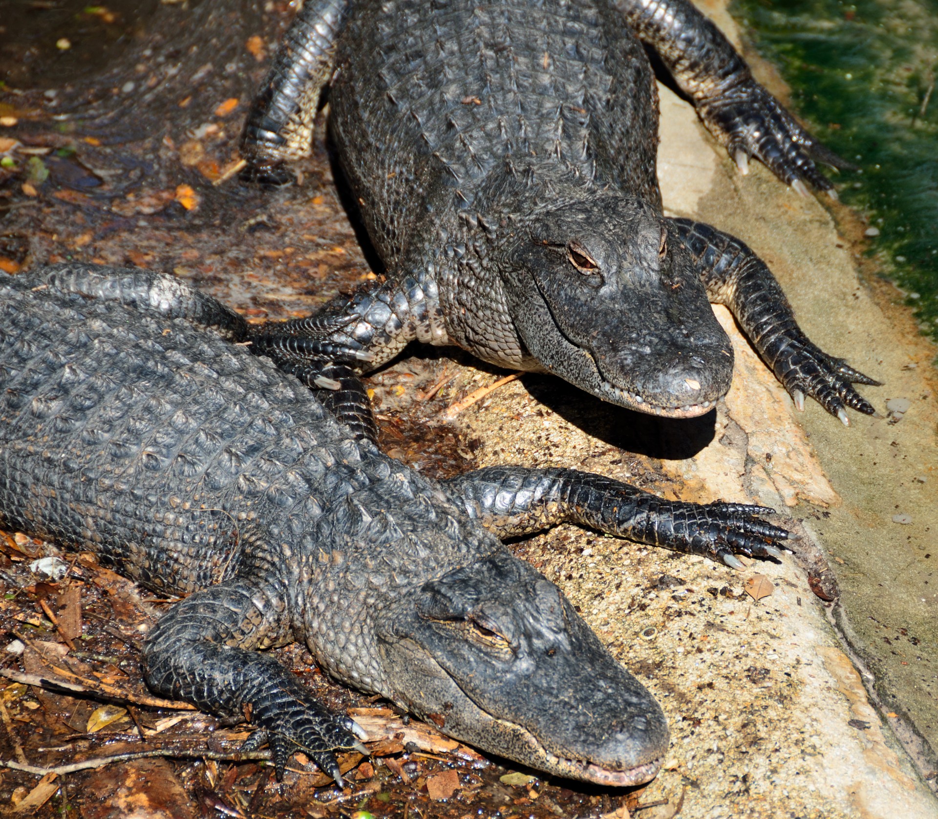 alligators reptile wildlife free photo