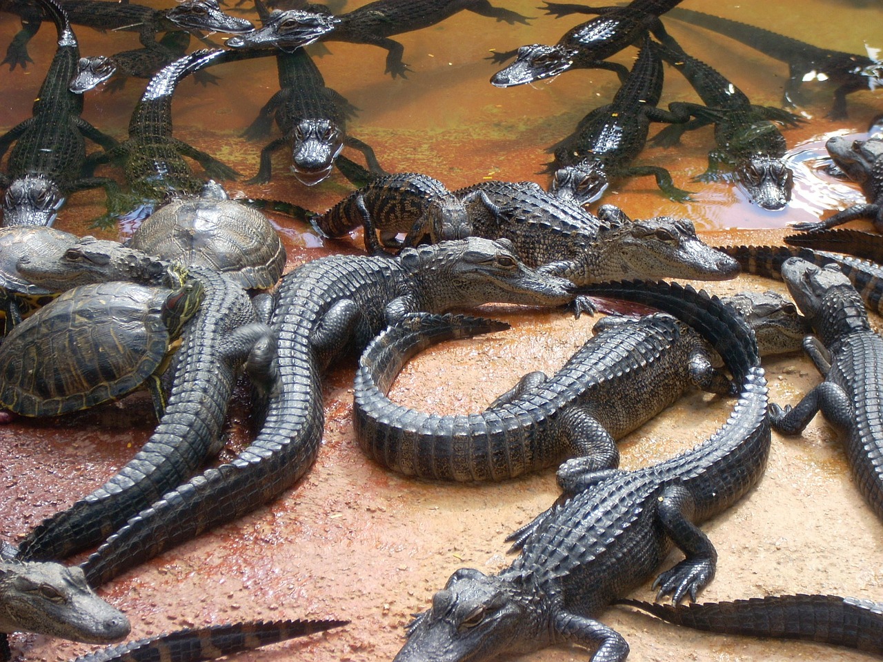 alligators swamp everglades free photo