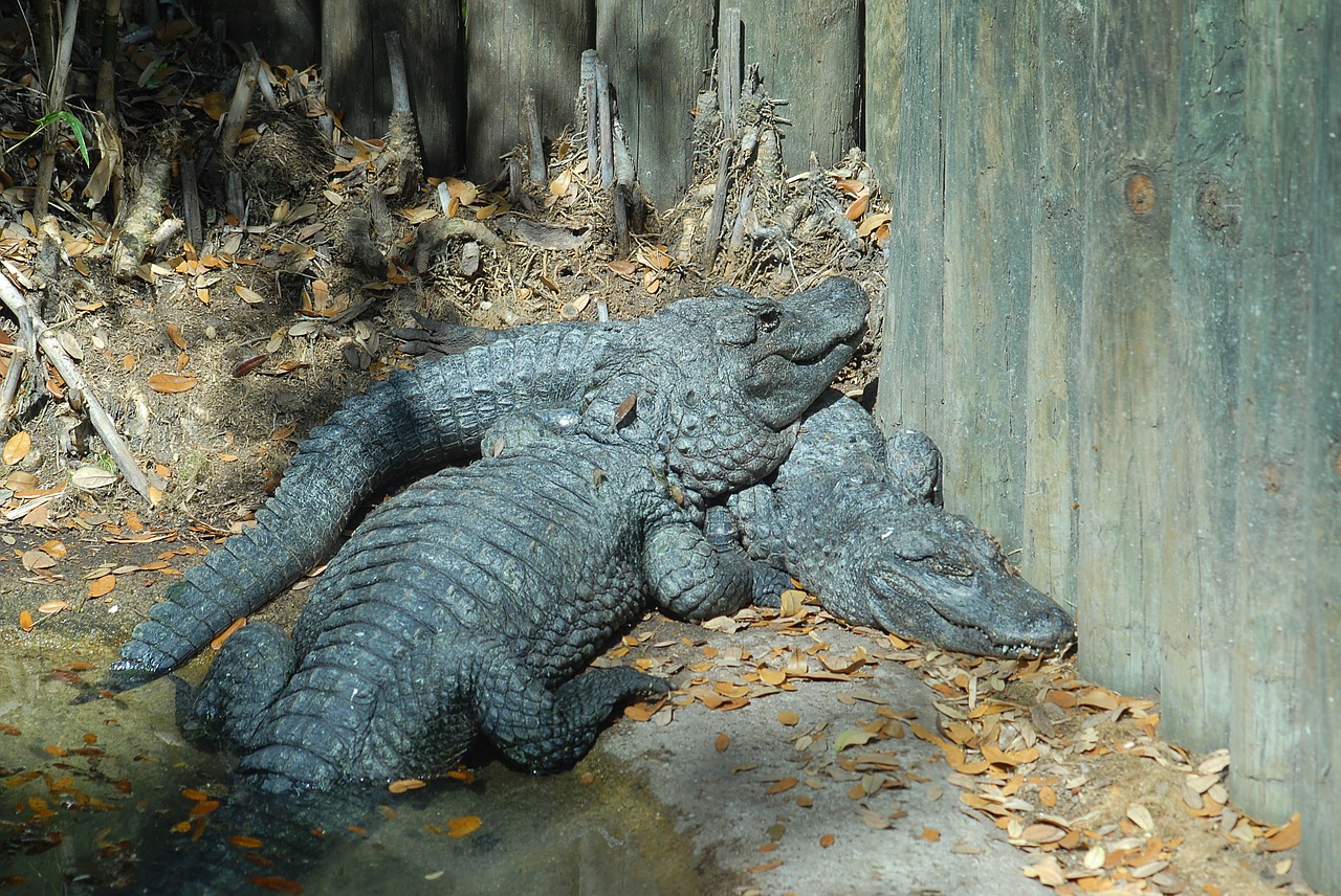 alligators crocodile reptile free photo