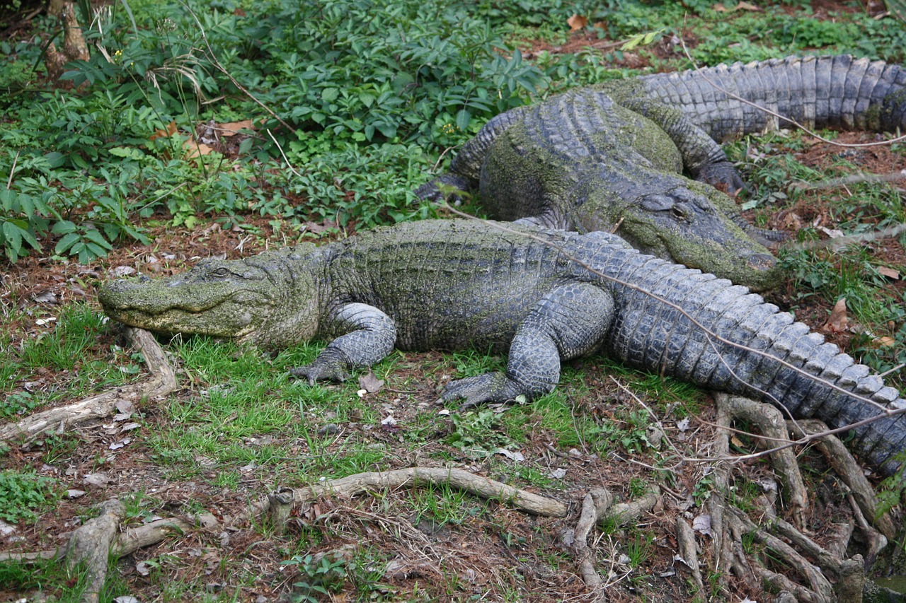 alligators alligator crocodile free photo