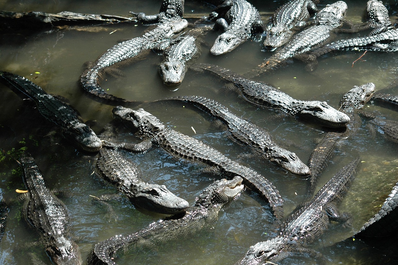 alligators reptile water free photo