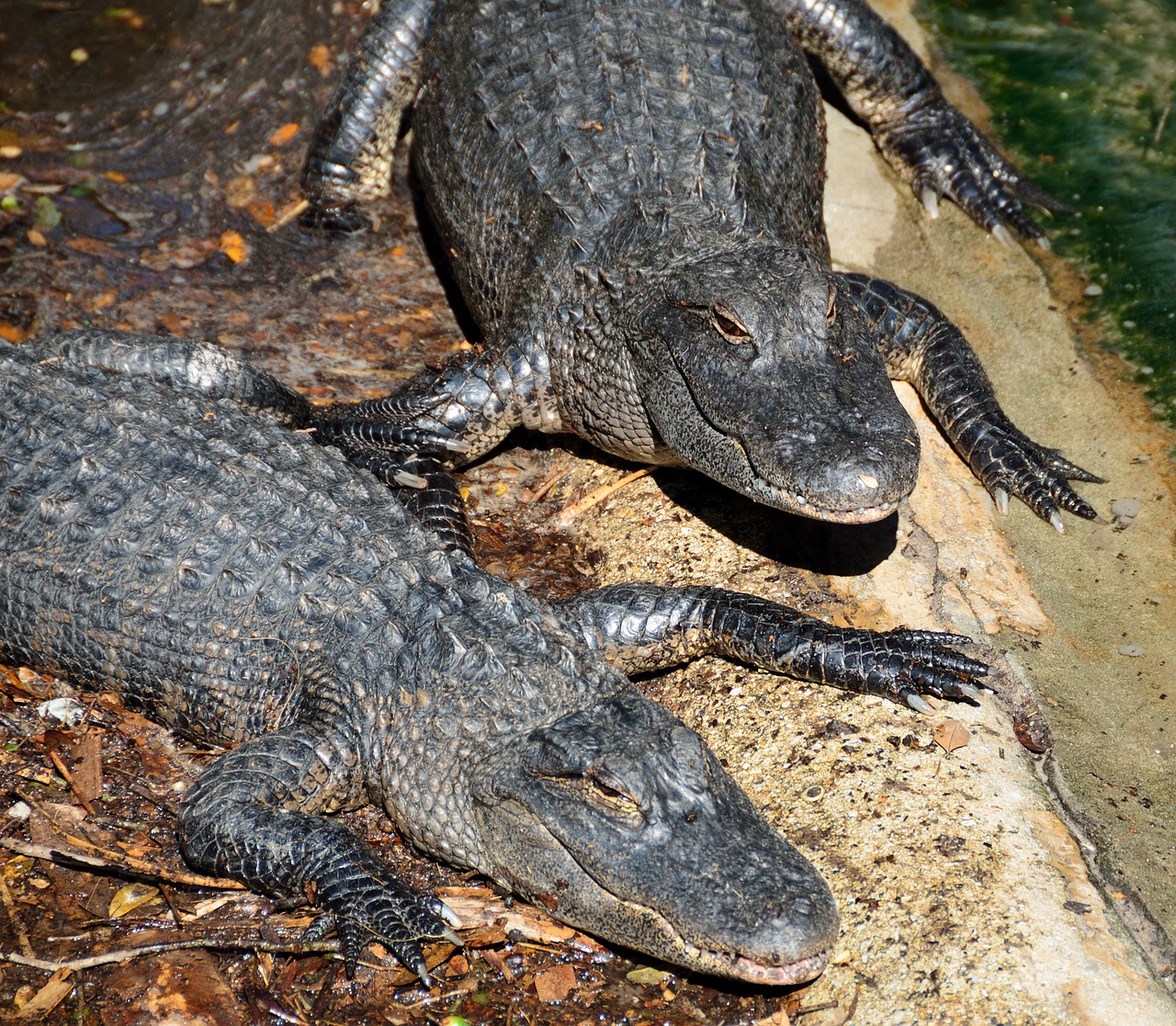 alligators reptile animal free photo