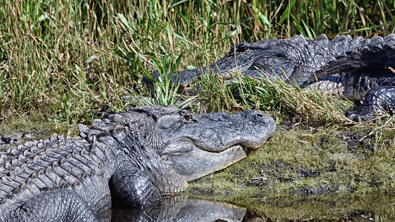 alligators  usa  florida free photo