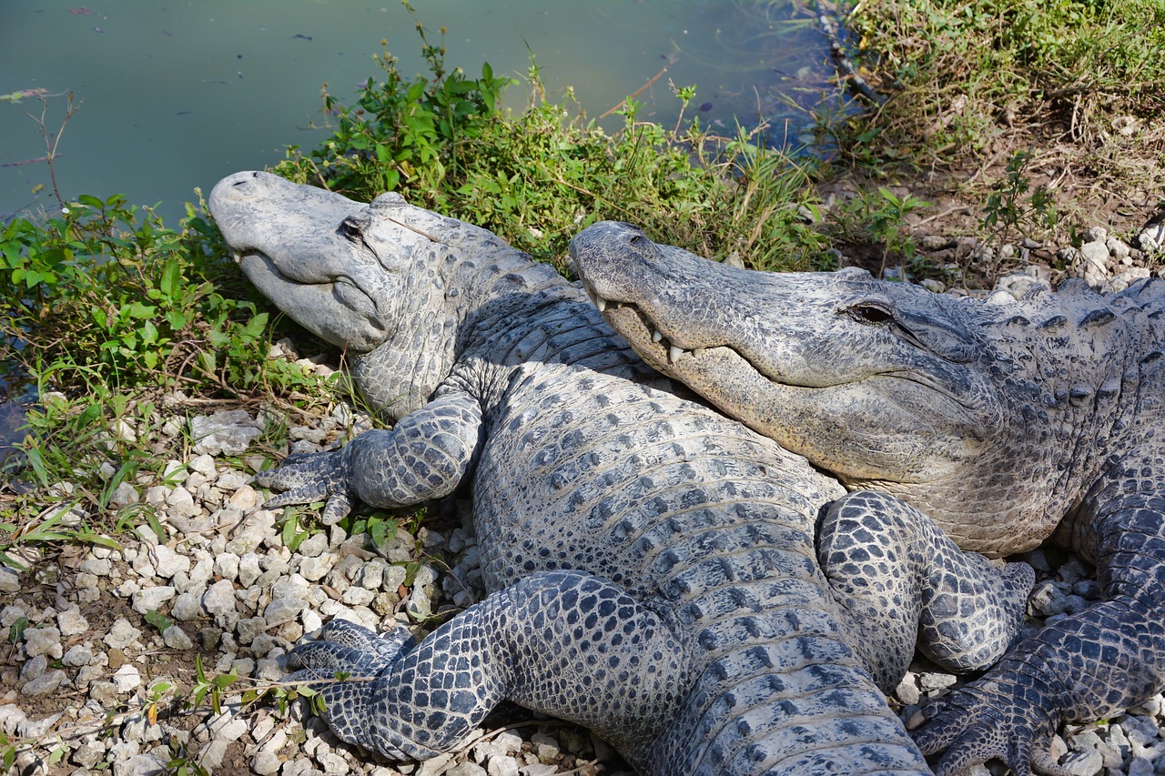 alligators  smile  wild life free photo