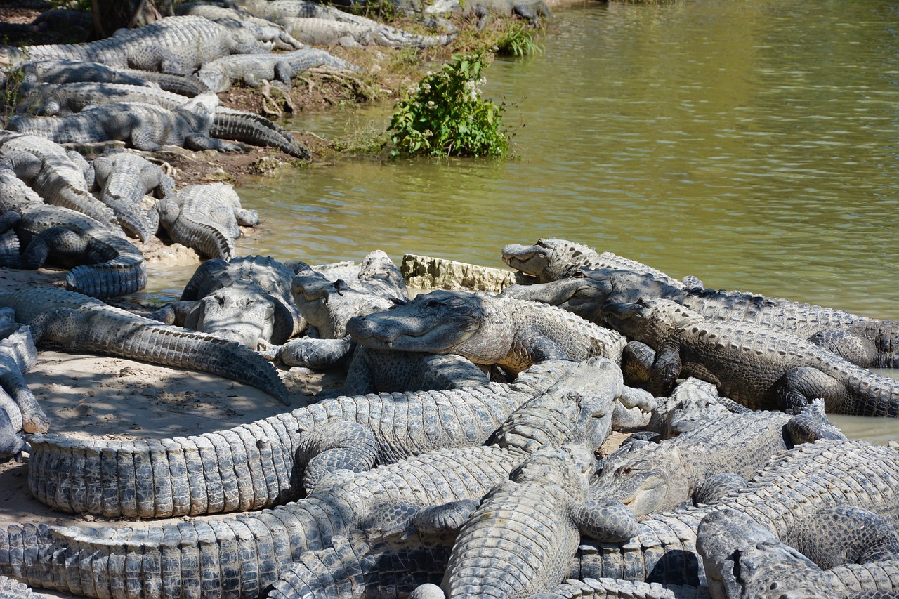 alligators  wild  crocodile free photo