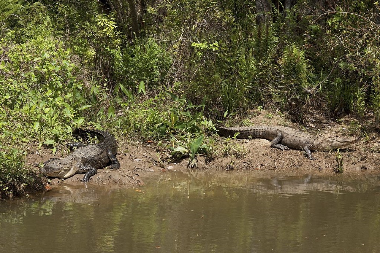 alligators bank shore free photo