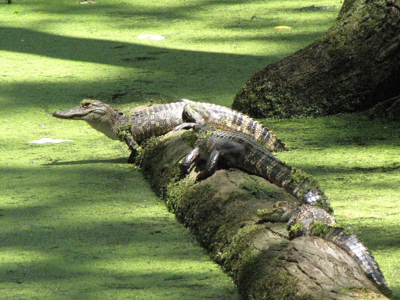 alligators log swamp free photo