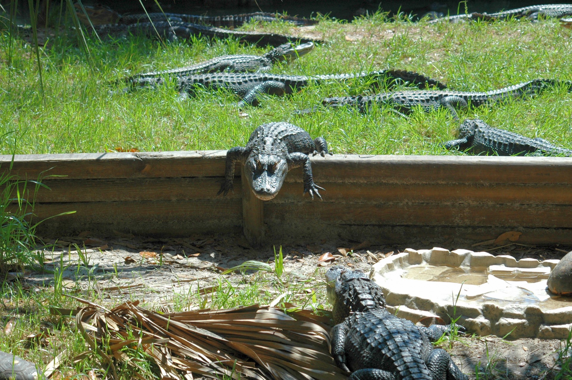 alligators animal armor free photo