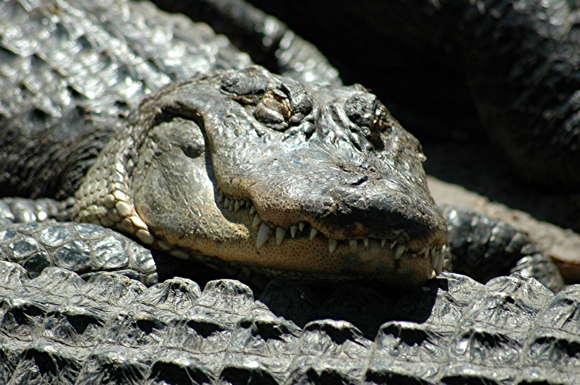alligators animal armor free photo