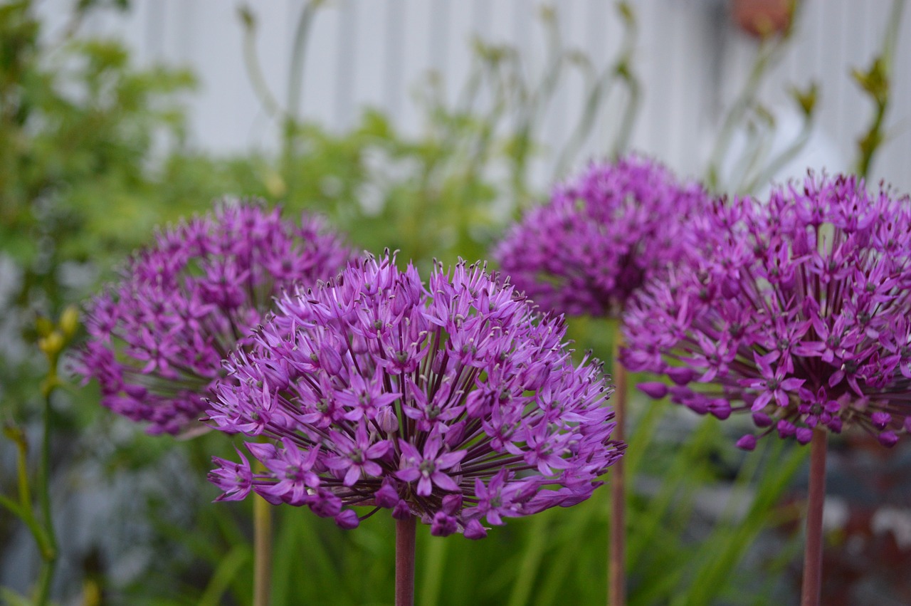 allium lökväxt purple free photo