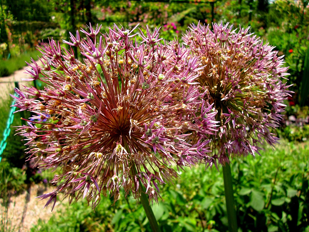 allium flower garden free photo