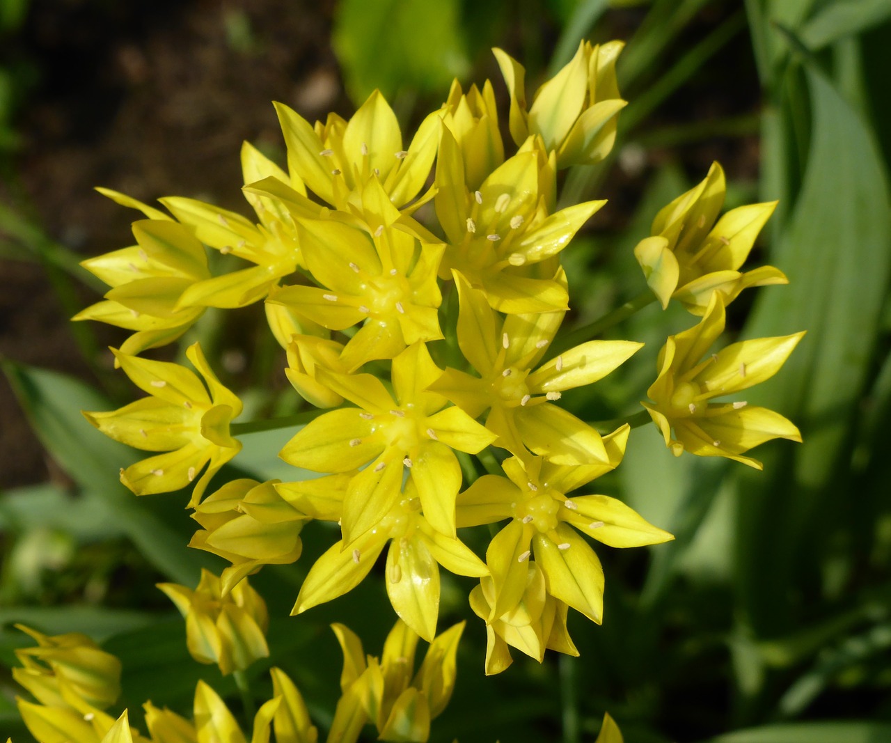 allium yellow flower free photo