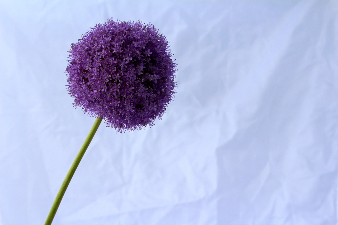 allium purple ball free photo