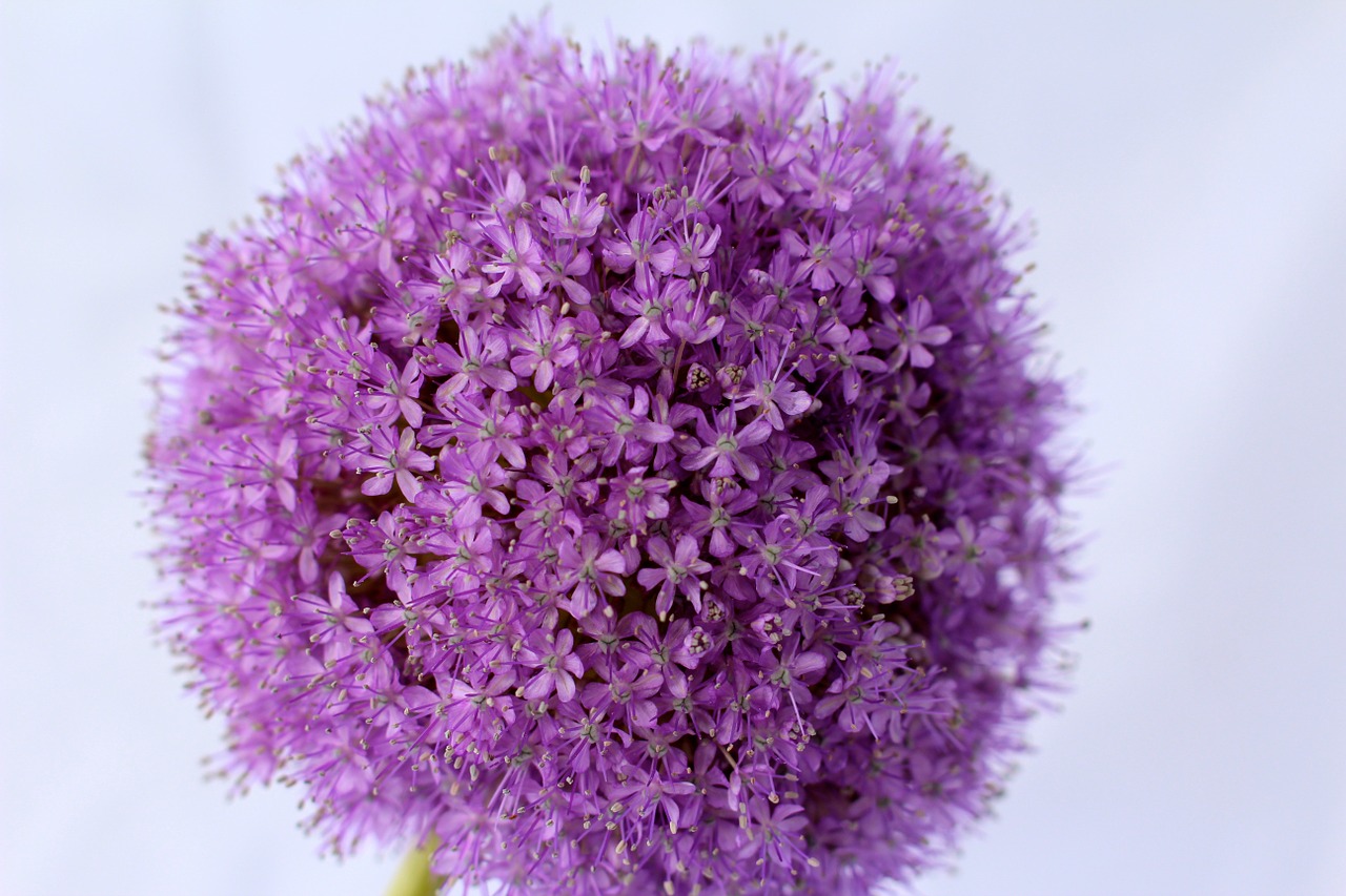 allium purple ball free photo