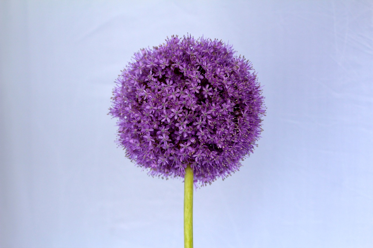 allium purple ball free photo