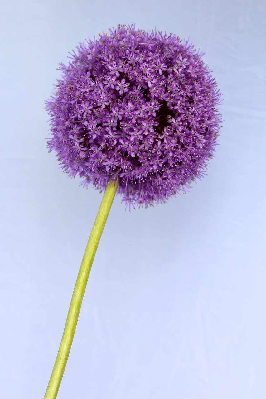 allium purple ball free photo