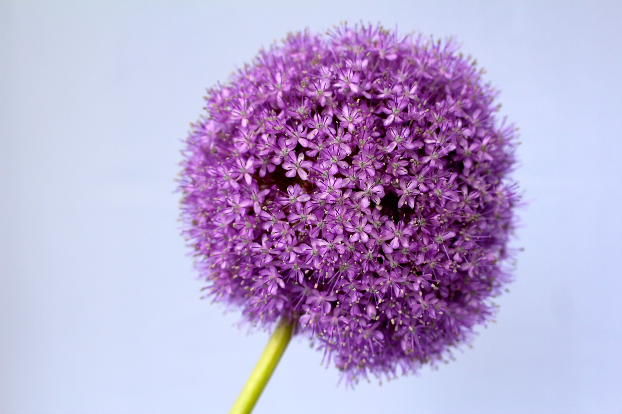 allium purple ball free photo