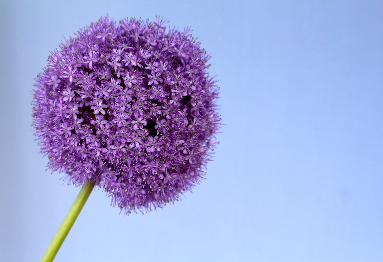 allium purple ball free photo