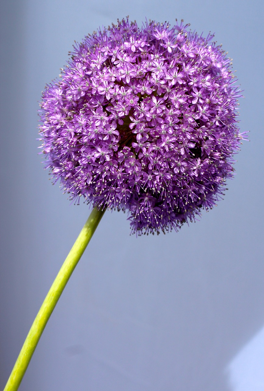 allium purple ball free photo