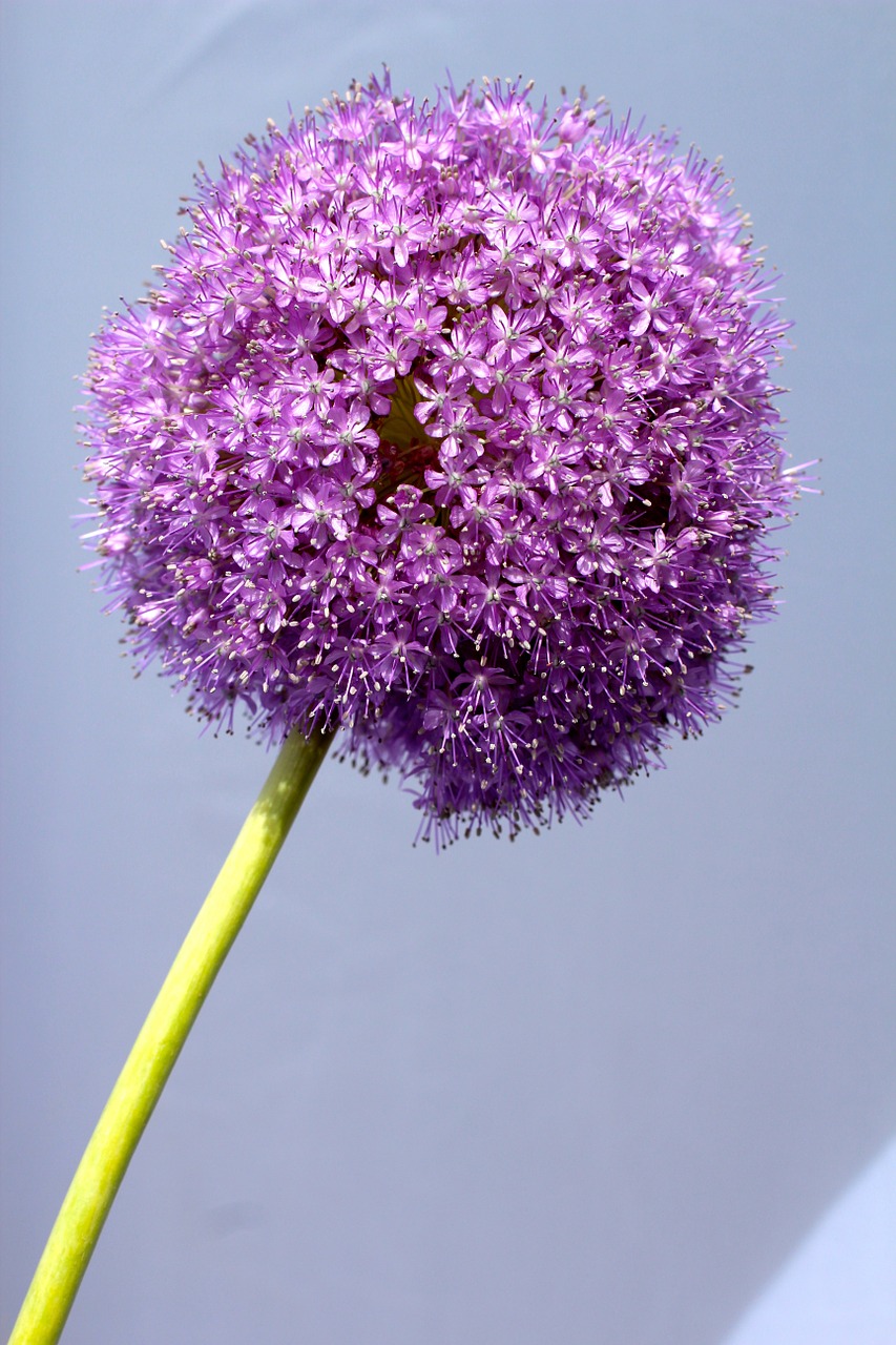 allium purple ball free photo