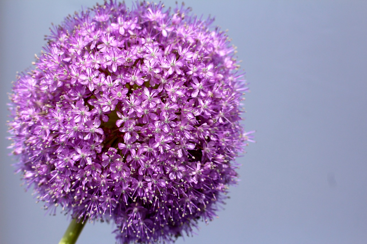 allium purple ball free photo