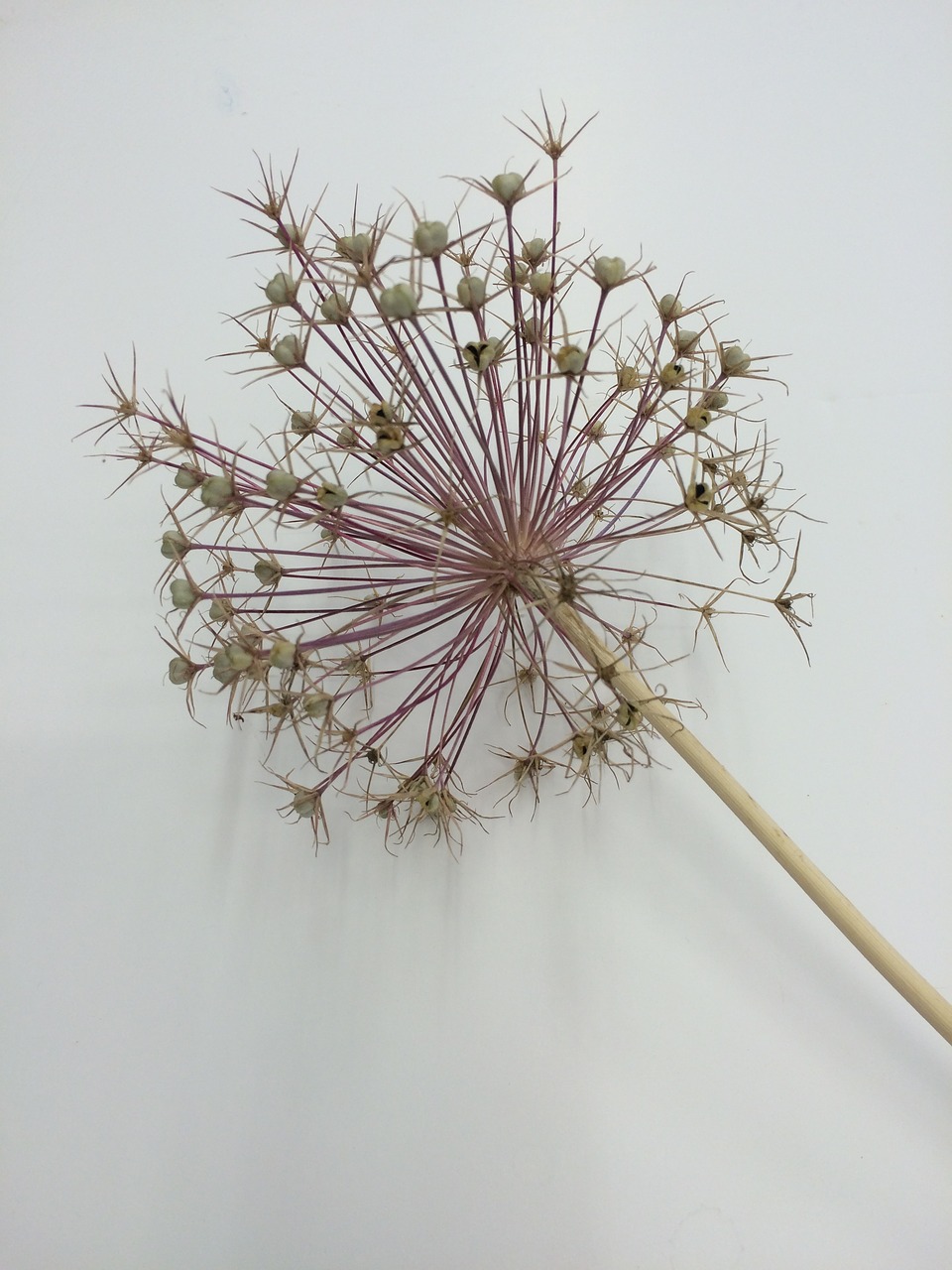 allium seed head flower free photo