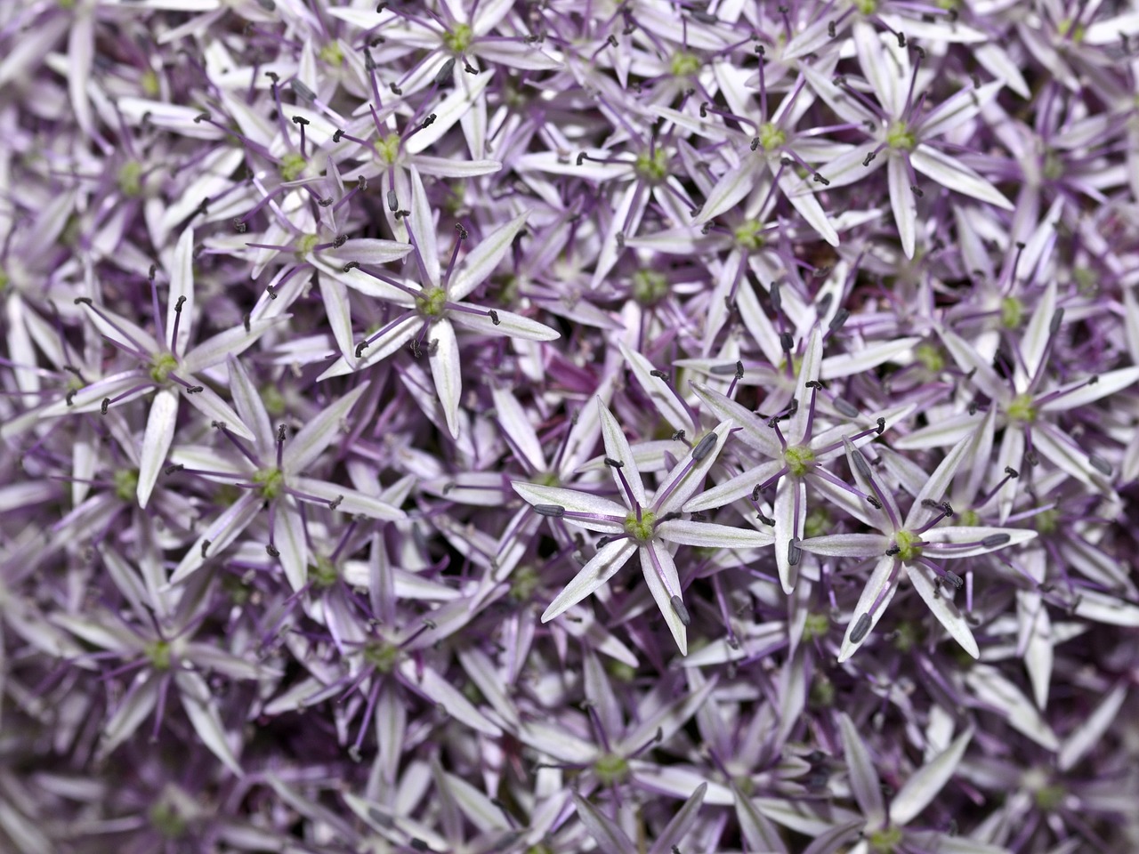 allium flower purple free photo