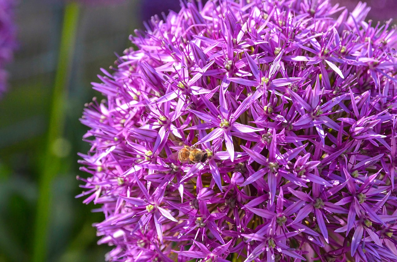 allium ornamental onion garden plant free photo