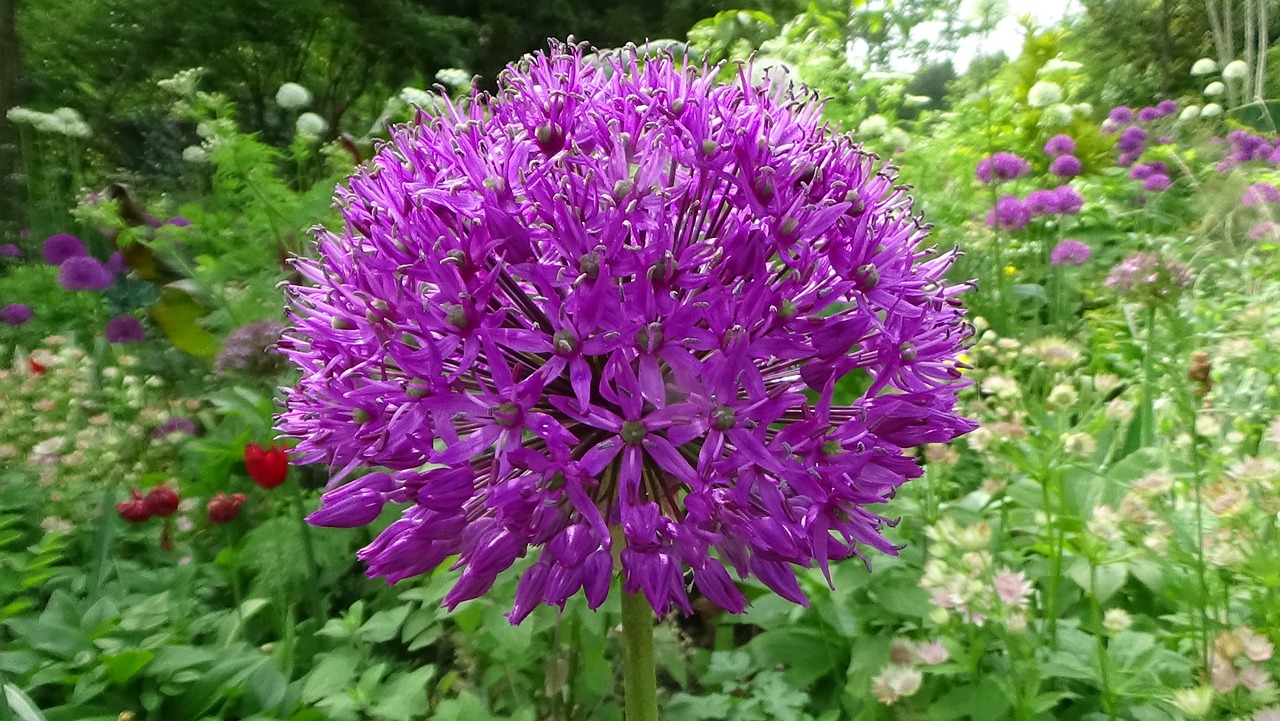 allium flower purple free photo