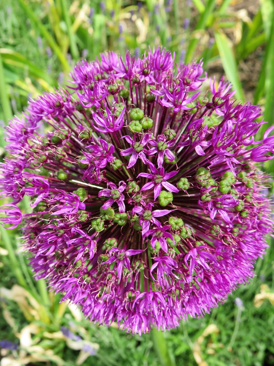 allium purple flower free photo