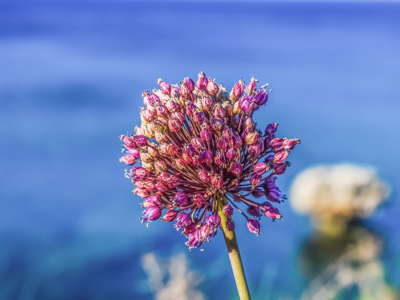 allium wildflower spring free photo