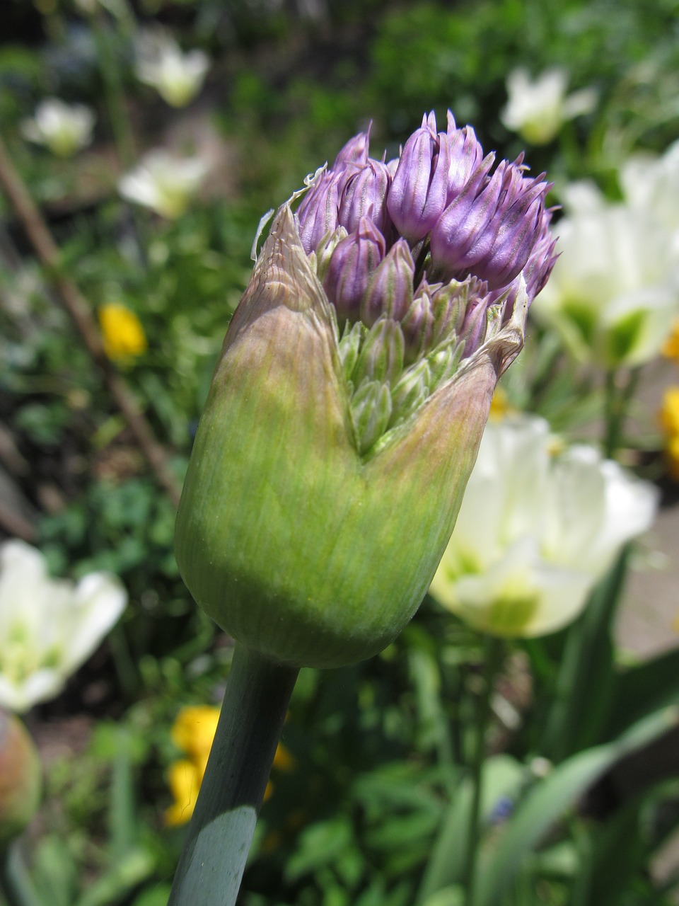 allium spring blossom free photo