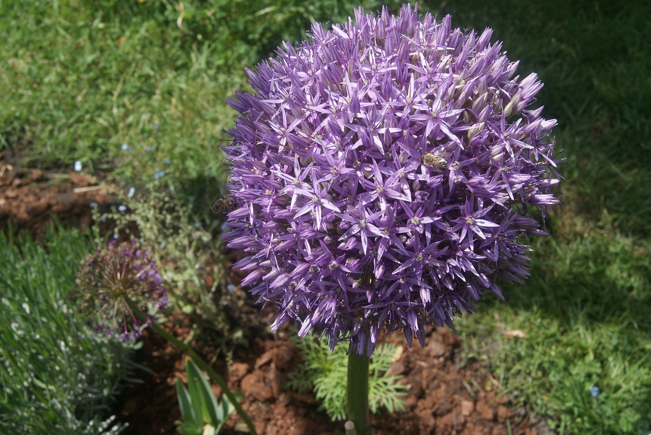 allium globemaster early free photo