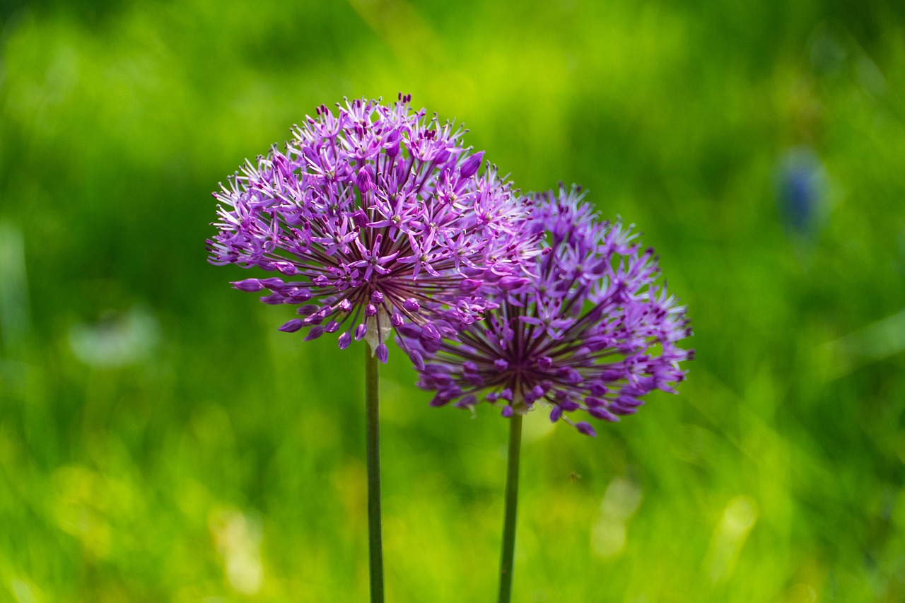 allium  flower  spring free photo