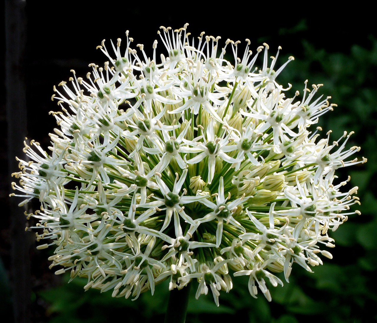 allium  ornamental onion  flowers free photo
