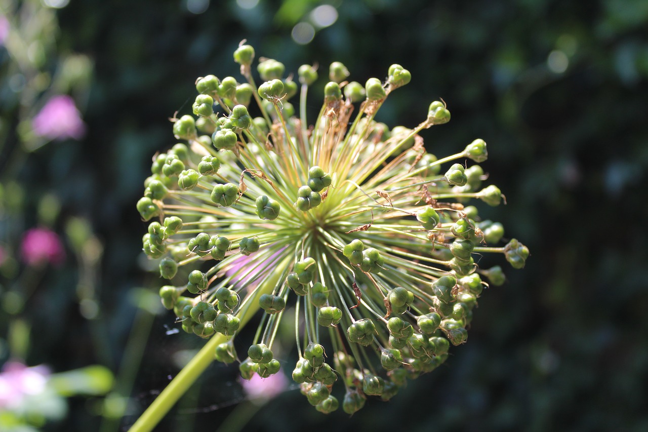 allium  allium seed head  summer garden free photo