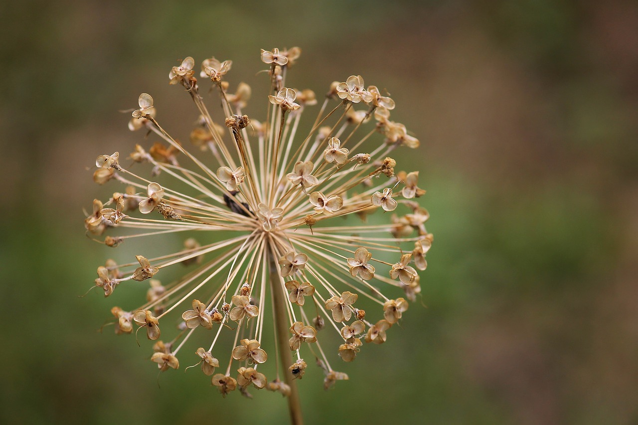 allium  ornamental onion  blossom free photo