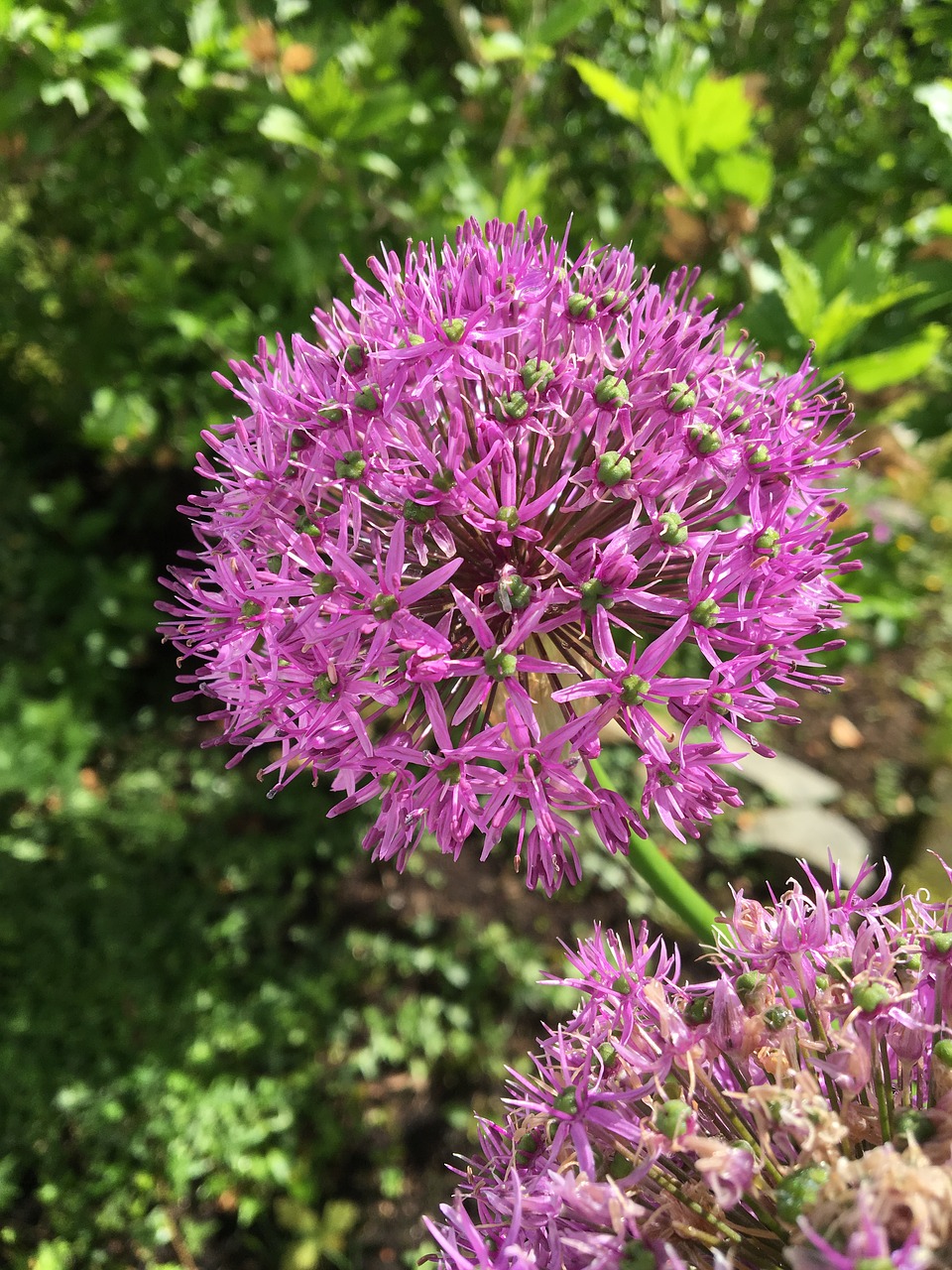 allium  flower  garden free photo