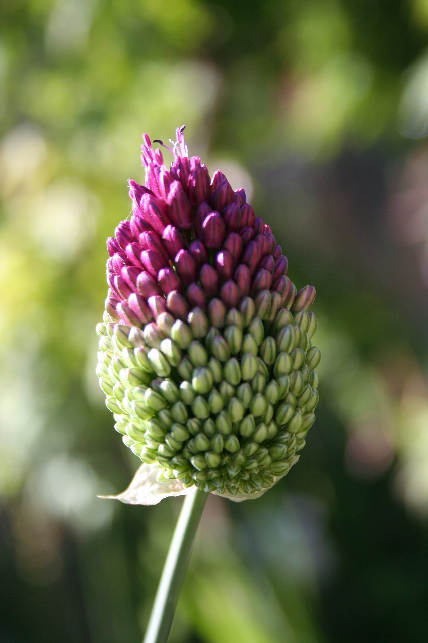 allium  flower  nature free photo