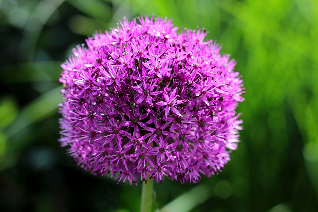 allium  ornamental onion  purple free photo