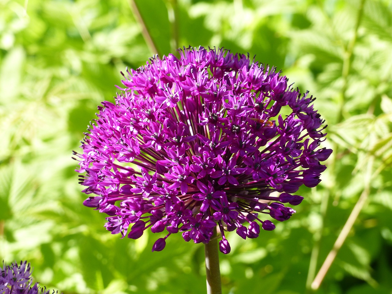 allium purple garden free photo