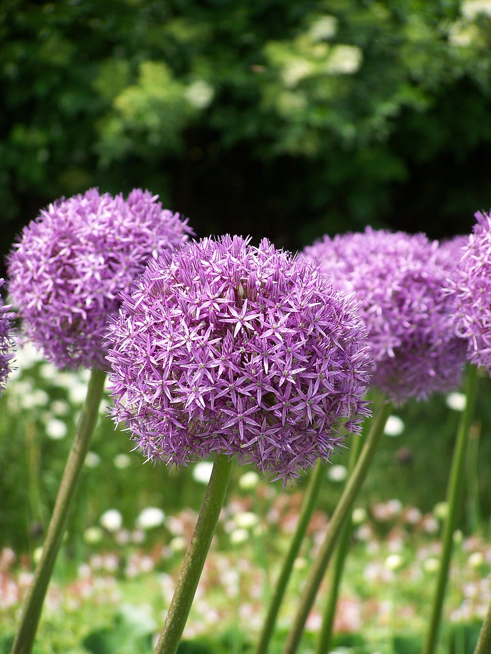 allium flowers blossom free photo