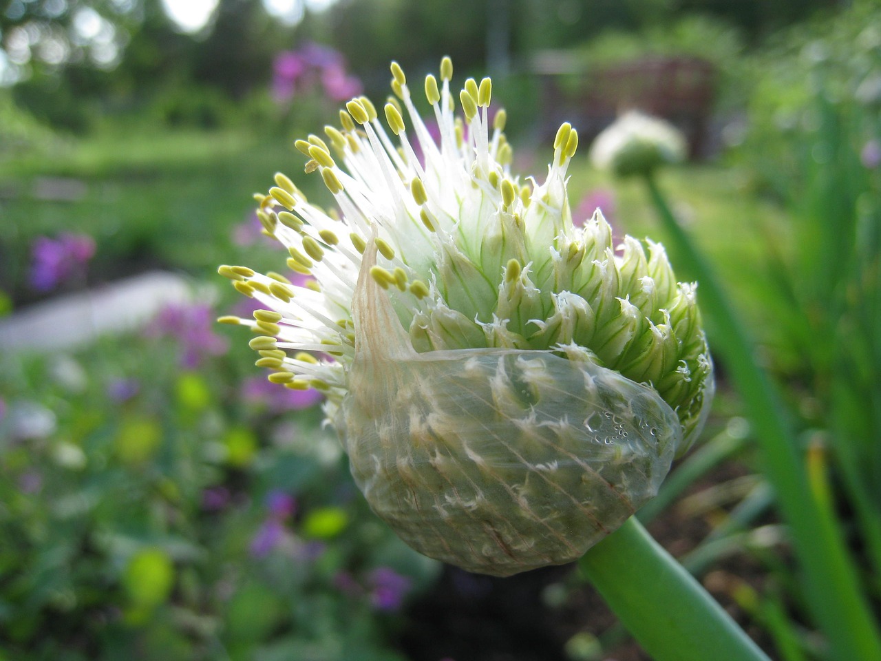 allium fistulosum summer vegetable free photo