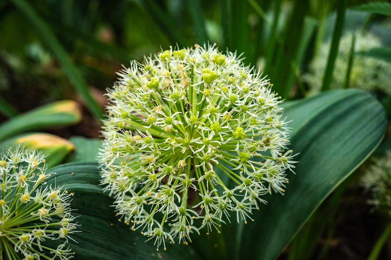 allium karataviense  flower  spring free photo