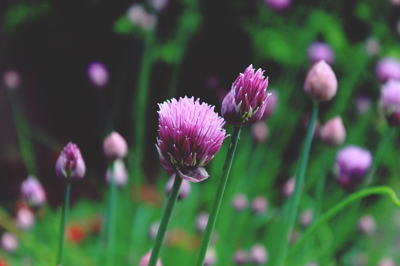 chives allium schoenoprasum blossom free photo