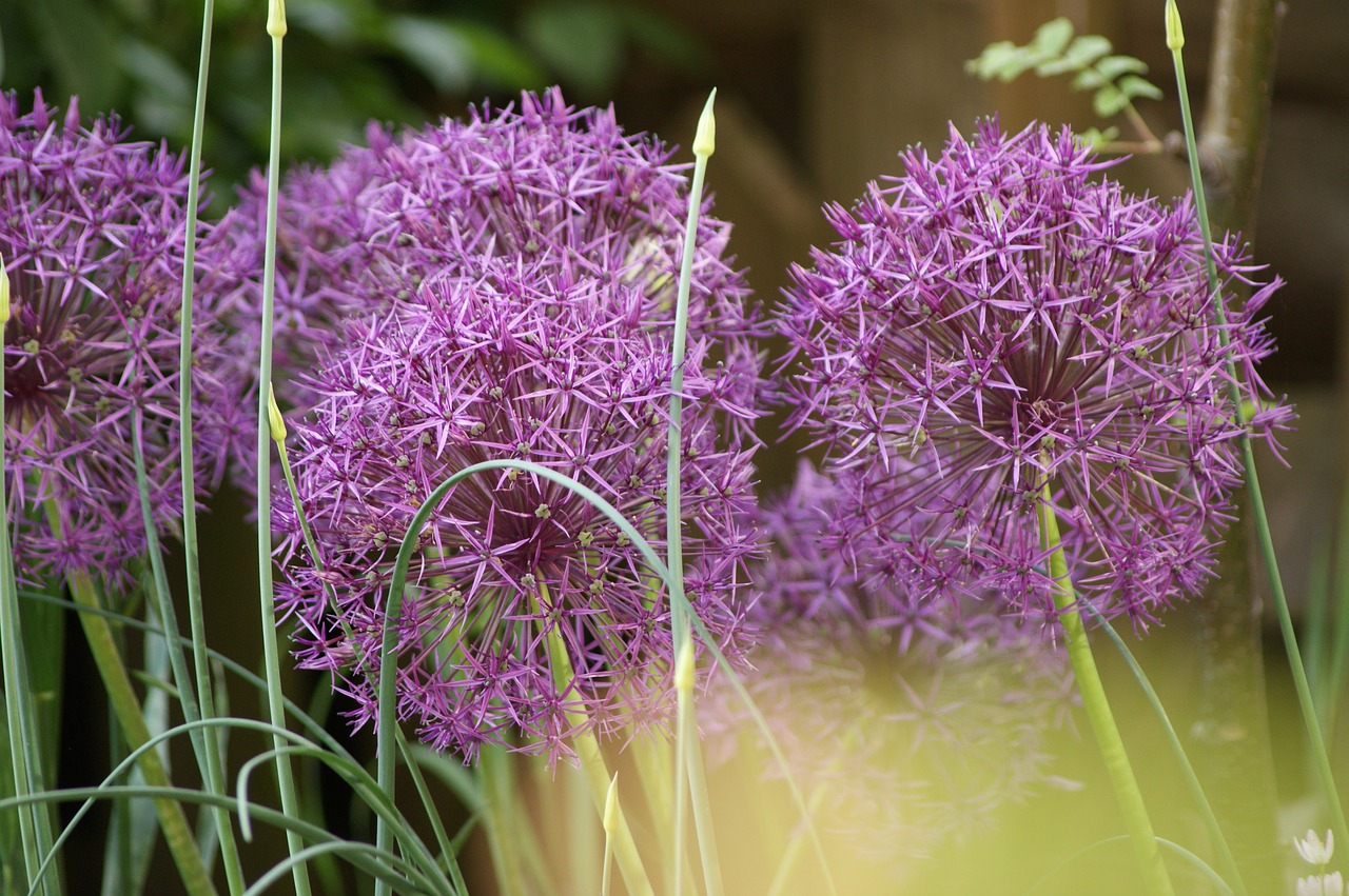 alliums flower purple free photo