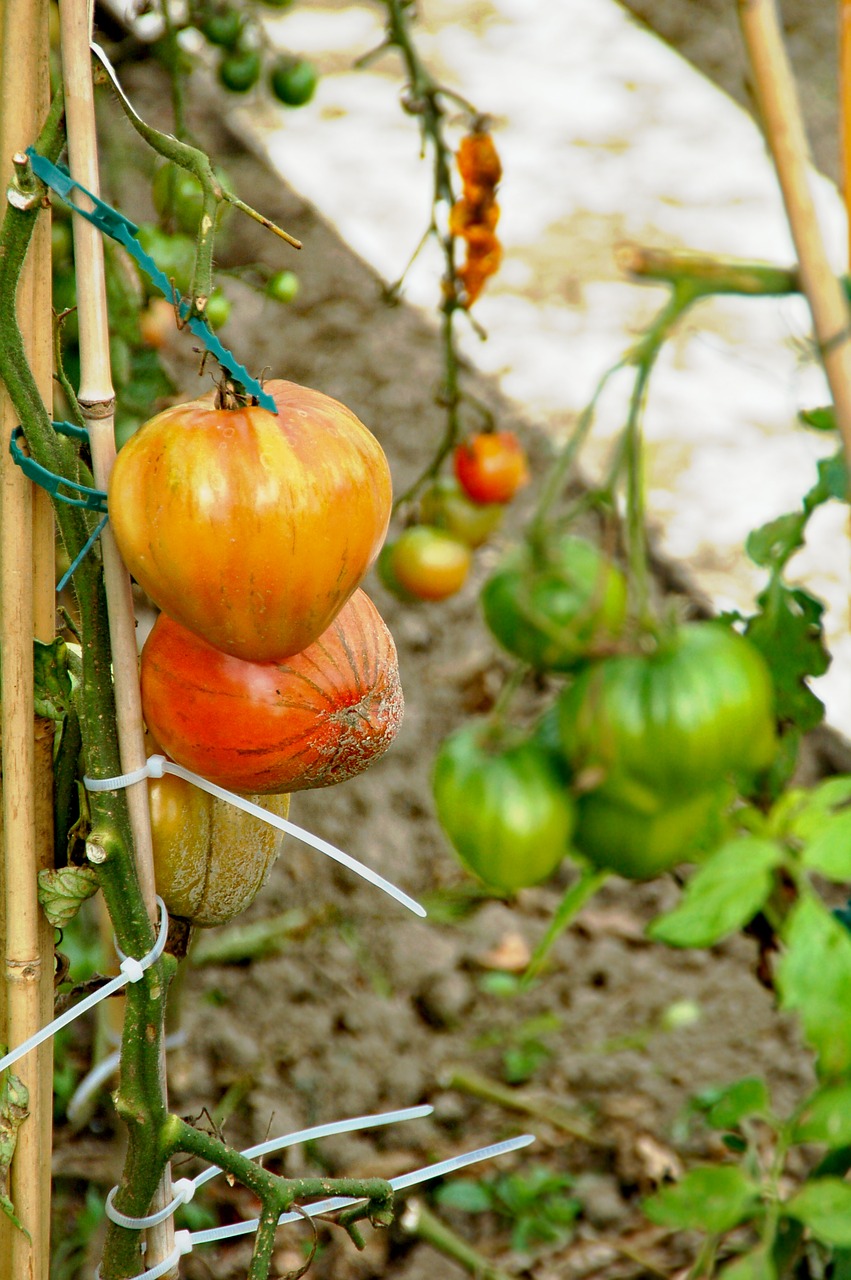 allotment  tomatoes  development free photo