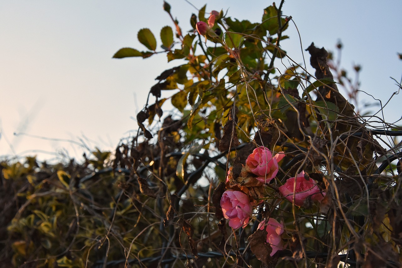 allotment  roses  dusk free photo